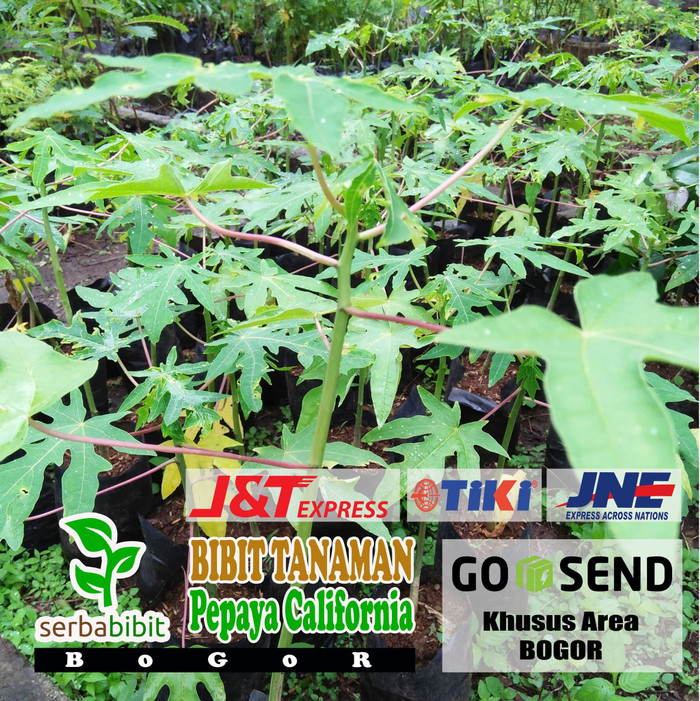 Bibit Pepaya California - Pohon Pepaya California Kalifornia Super