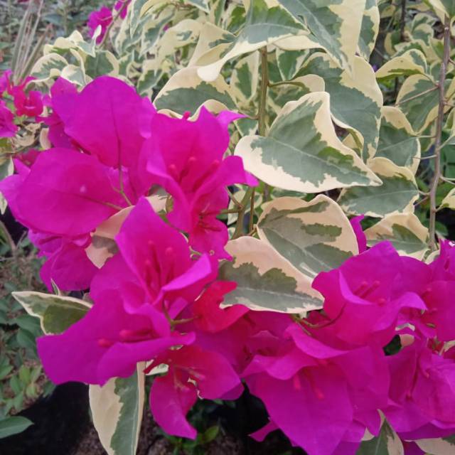 Bougenville Varigata Merah (bibit)