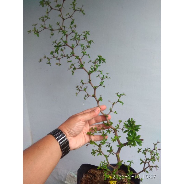bibit bonsai black olive/bucida