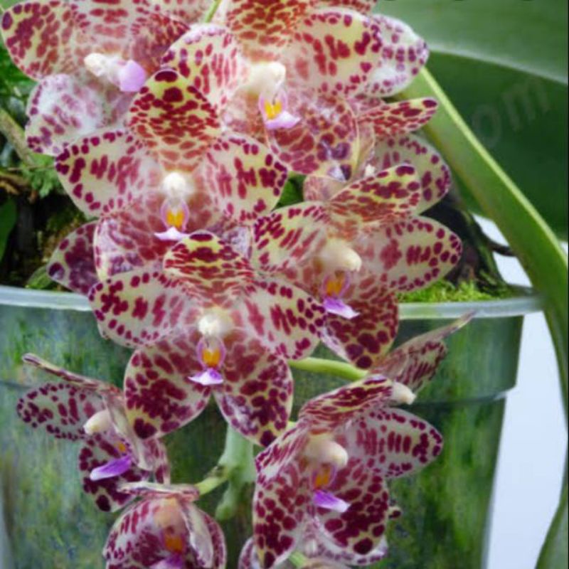 seedling/bibit anggrek phalaenopsis gigantea