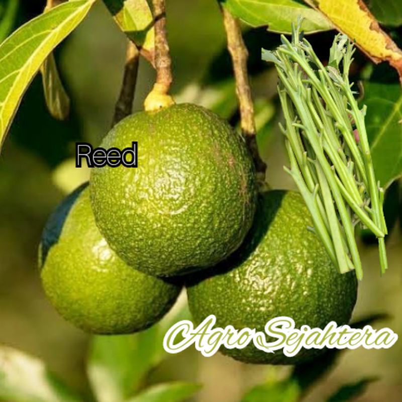 Entres Alpukat Import Reed Original