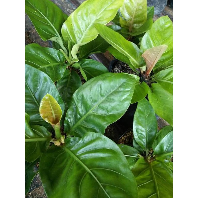 bibit tanaman anturium hokeri garuda i4r