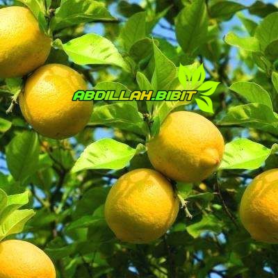 Bibit Jeruk Lemon Eurika Tanpa Biji