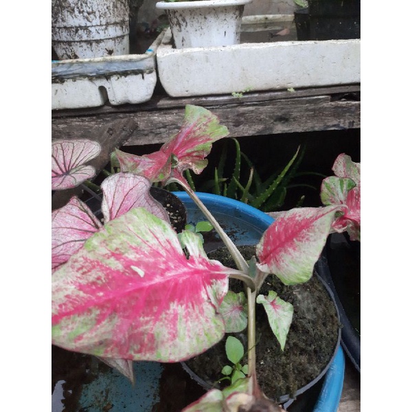CALADIUM HYBRID DAUN GANDA SAWI