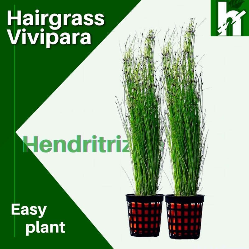 hair grass vivipara - tanaman aquascape