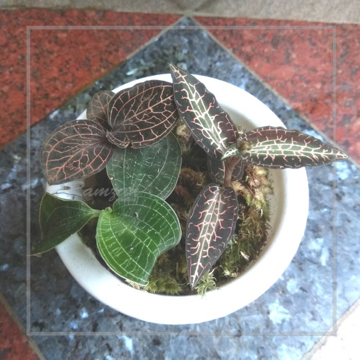 Paket tanaman hias jewel orchid macodes petola anoectochilus goodyera