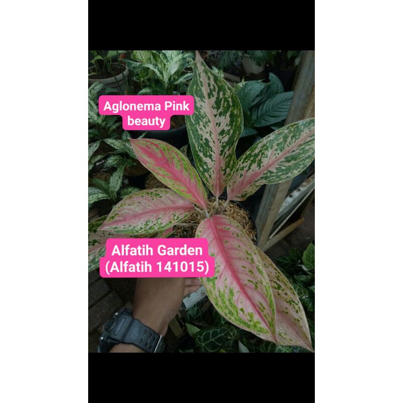 PROMO // Tanaman hias aglonema pink Beauty-PINK BEAUTY-Aglonema pink beauty-Tanaman hias-Aglonema