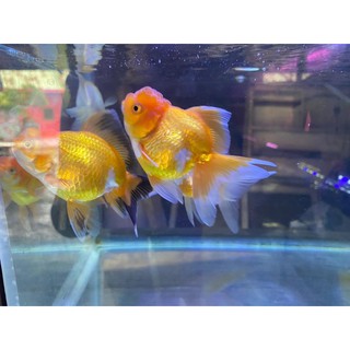 87 Koleksi Aquarium Ikan Mas Koki Berbusa HD Terbaru