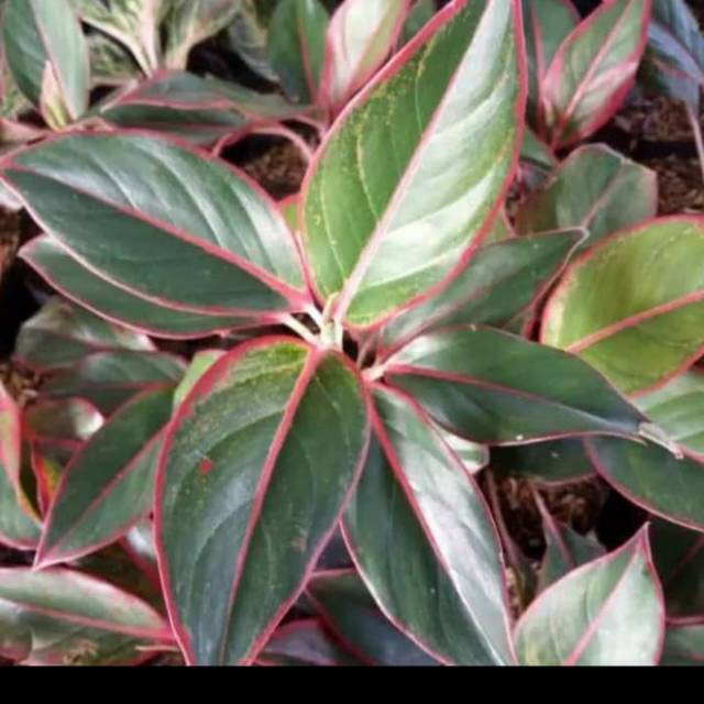 aglonema lipstik - tanaman hias pohon aglonema lipstik