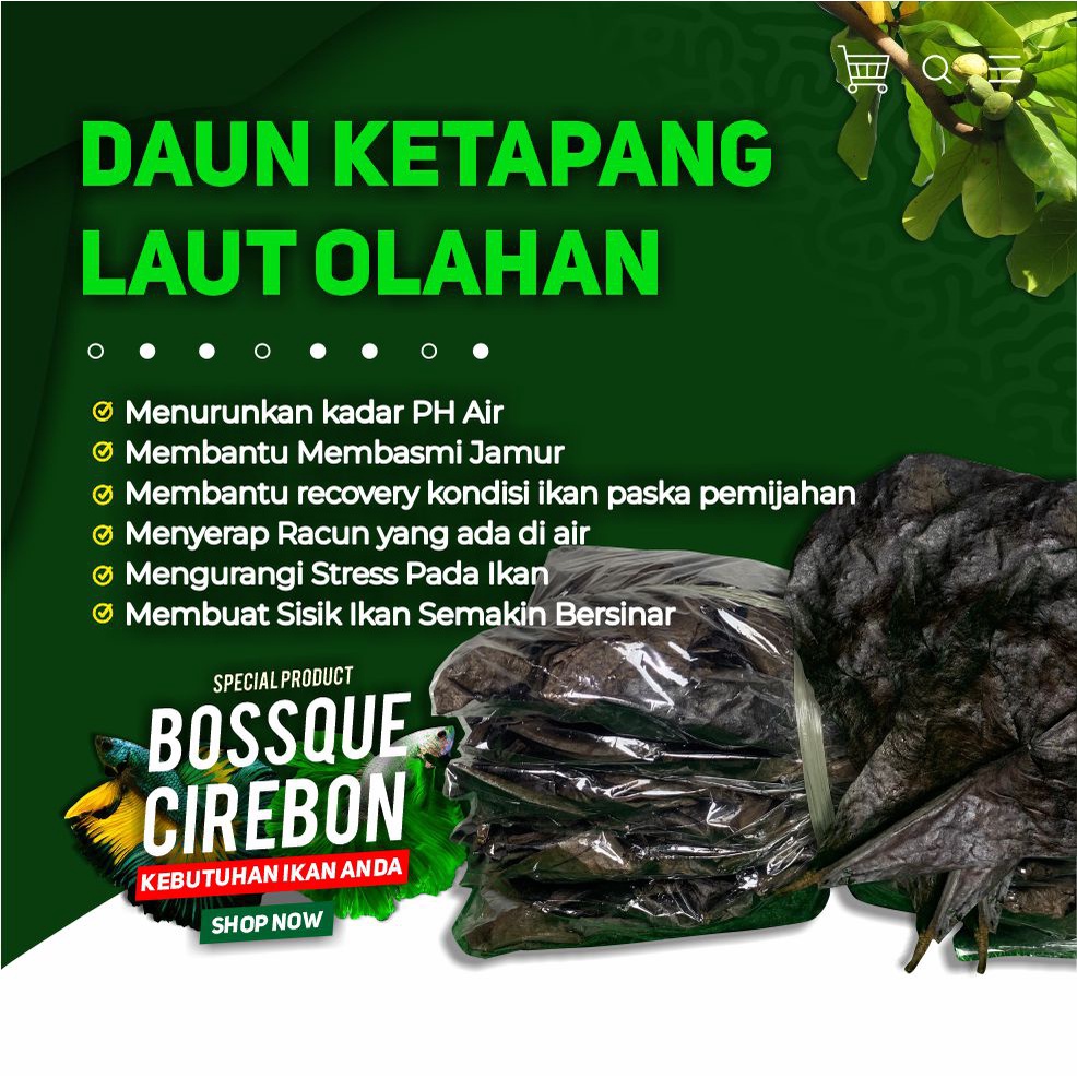 Daun Ketapang Olahan 500gram Fermentasi Kualitas Super Lumer Kering Siap Pakai Untuk Ikan Cupang Channa Arwana