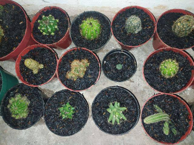 Ownroot Murah (bisa Pilih Kode)