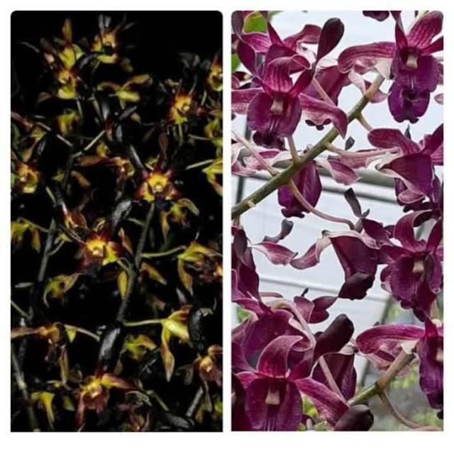 ANGGREK DENDROBIUM BLACK SPIDER X TOSSON