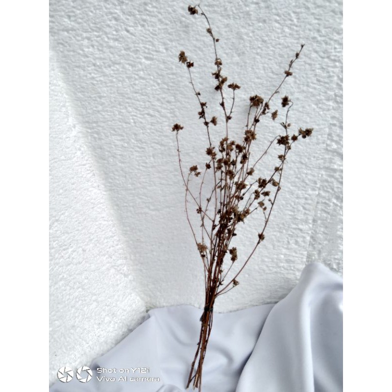 SATU TANGKAI RANTING KERING BERBUNGA KECIL KECIL