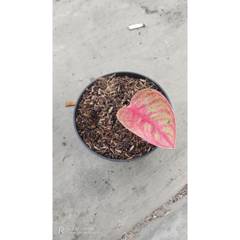 Aglaonema legacy mangkok /Aglonema lemang (legacy mangkok) size/ukuran Beby daun 1+