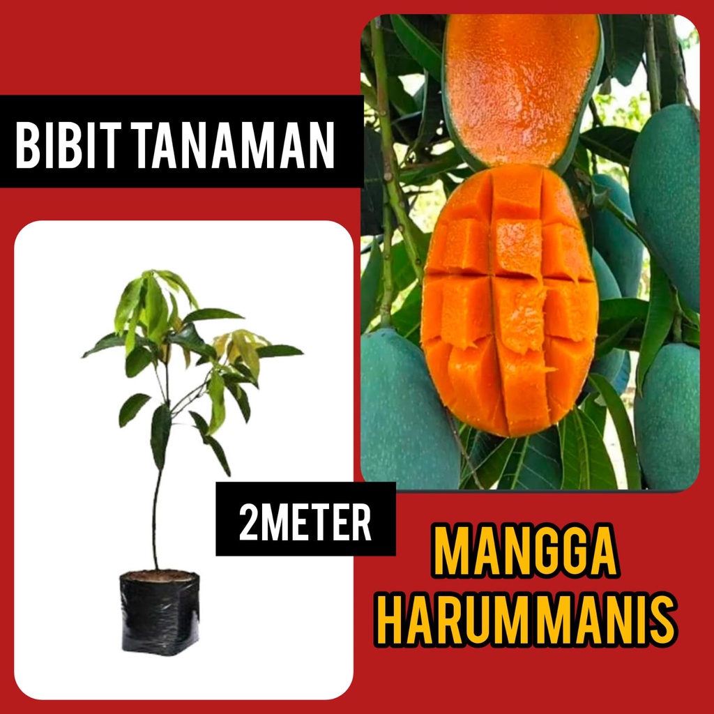 Bibit Mangga Harum Manis 2 Meter Batang Seukuran Stang Motor