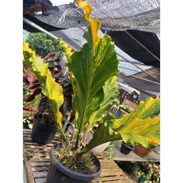 antorium GC varigata