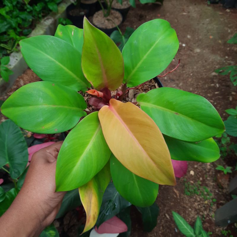 tanaman philo orange juice