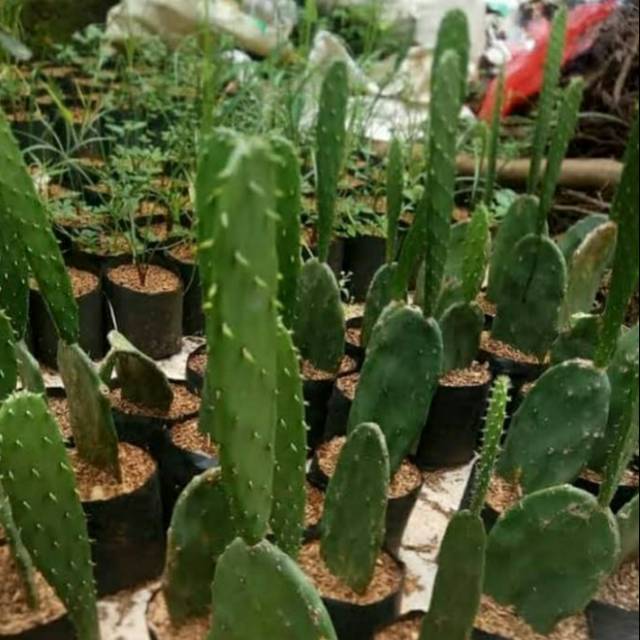 Tanaman Indoor Kaktus Centong - Pohon Kaktus Centong - Tanaman Hias Kaktus Centong