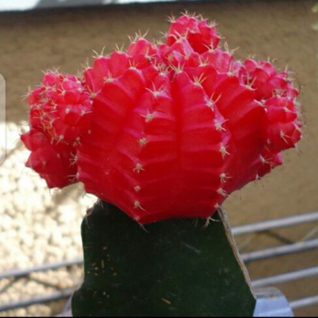 kaktus mini mihanovichi/tanaman hias untik lucu