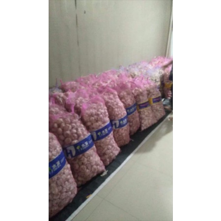 

Bawang Putih Biasa dan Kating