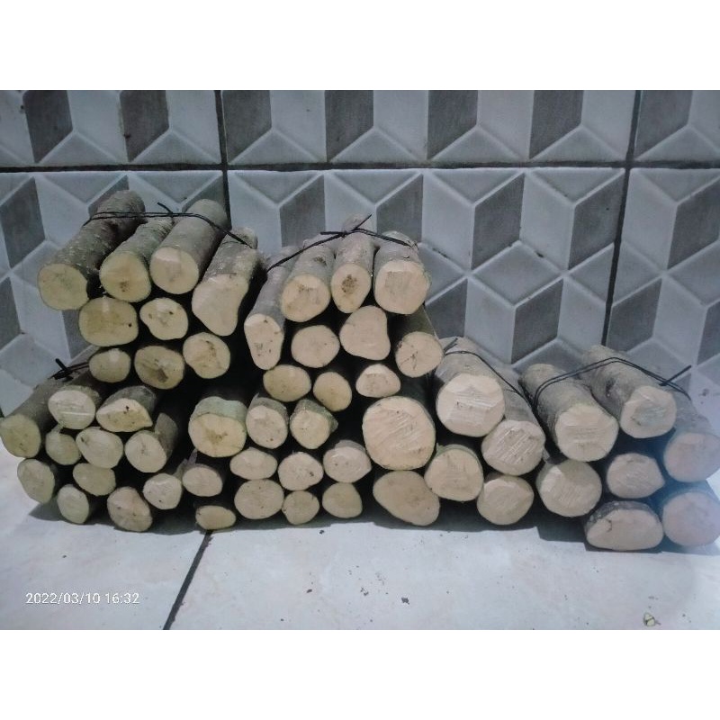 stek batang anting putri