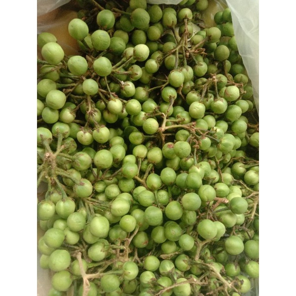BSM | TERMURAH Rimbang / Takokak 500gr - 1kg | Sayur online