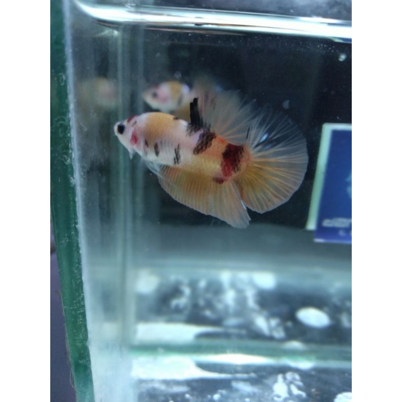 

sepasang yellow koi