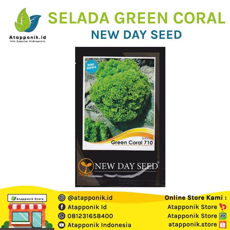 benih/bibit selada hijau keriting green coral 710