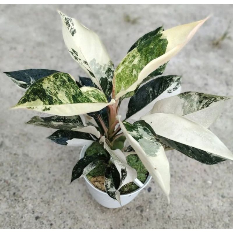 Aglaonema Siam Jade Variegata langka