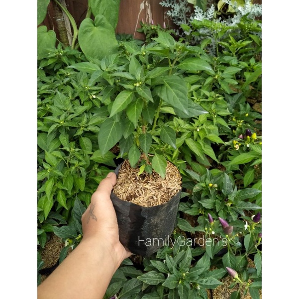 ID BIBIT TANAMAN CABE RAWIT SUPER / CABAI RAWIT / LOMBOK LALAP