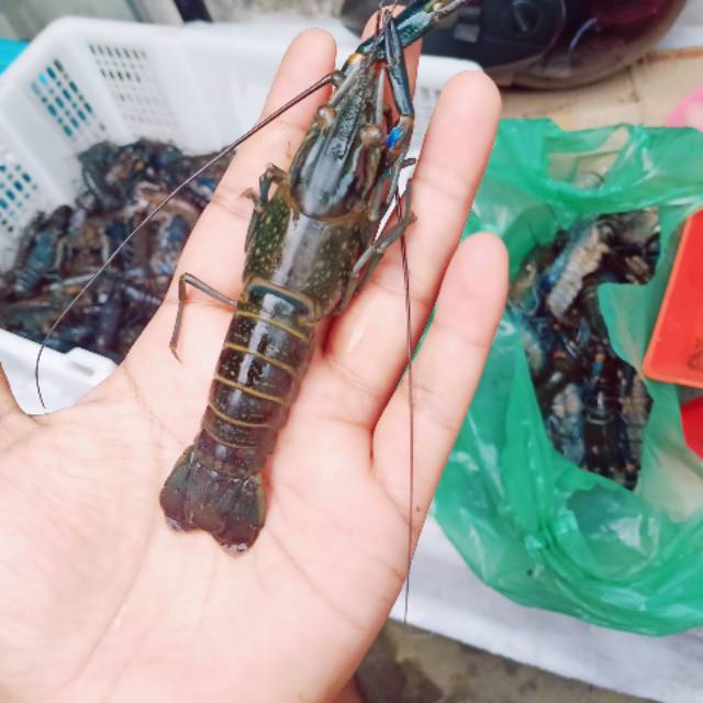 

LOBSTER AIR TAWAR KHAS DANAU TOBA