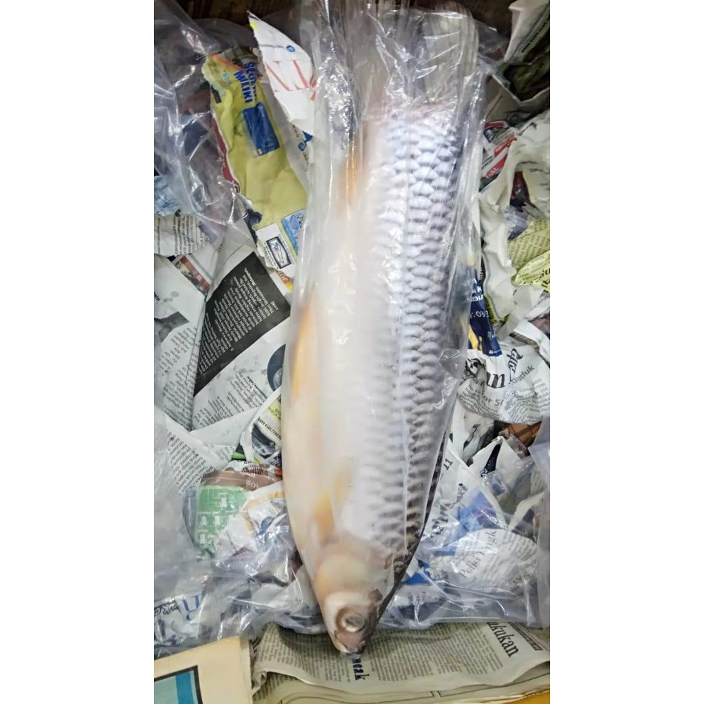 

IKAN JELAWAT 1350 Gram