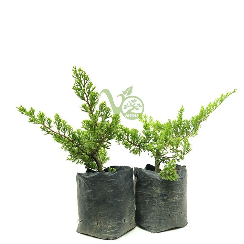 Bahan Bonsai Cemara Sinensis