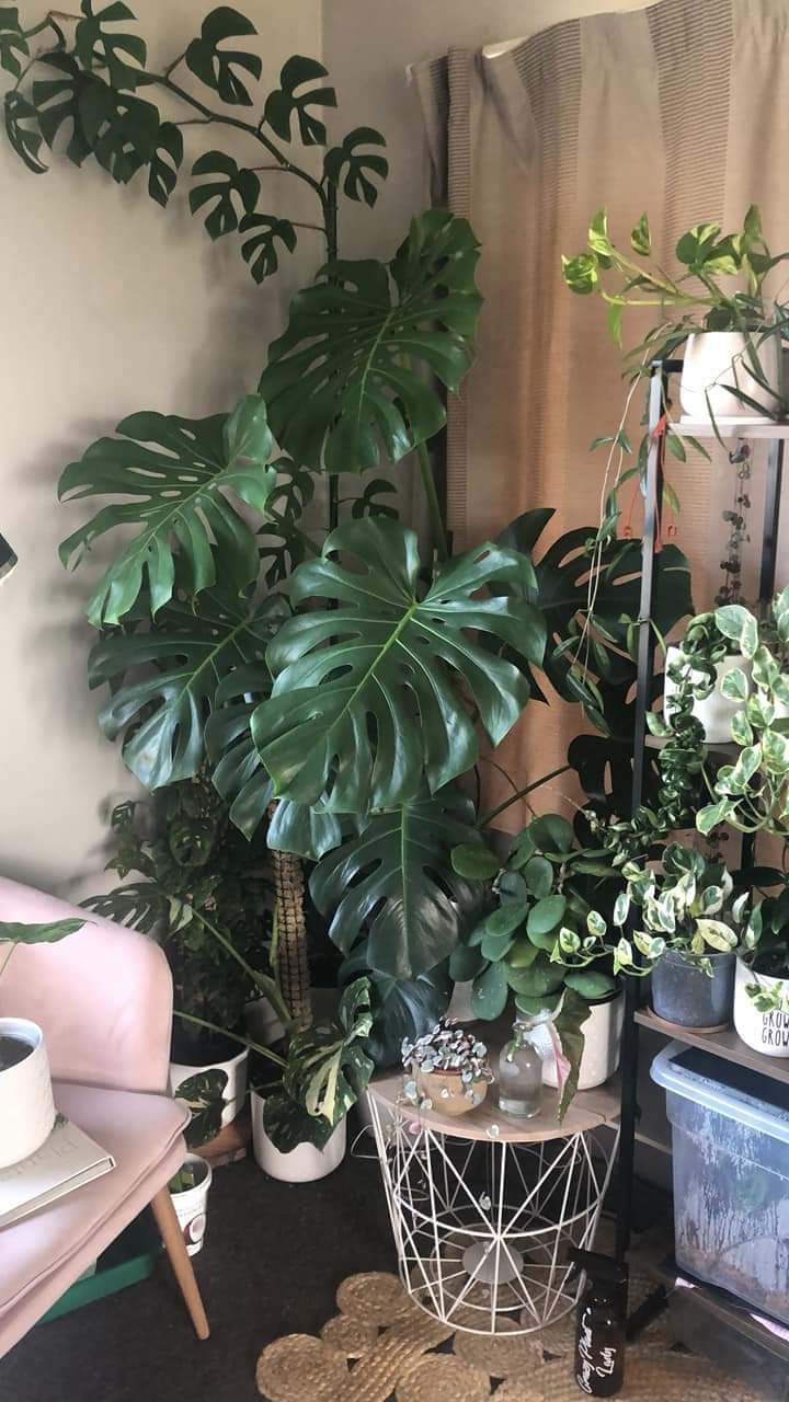 Tanaman Hias Caladium White Christmas