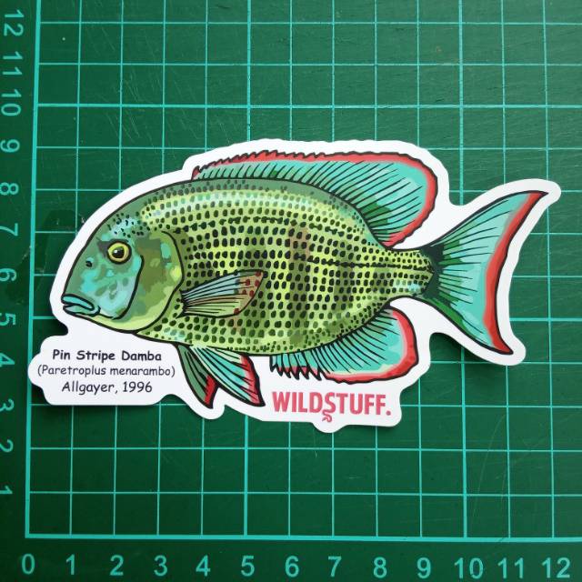 Sticker Wildstuff - Paretroplus Menarambo madagascar cichlid