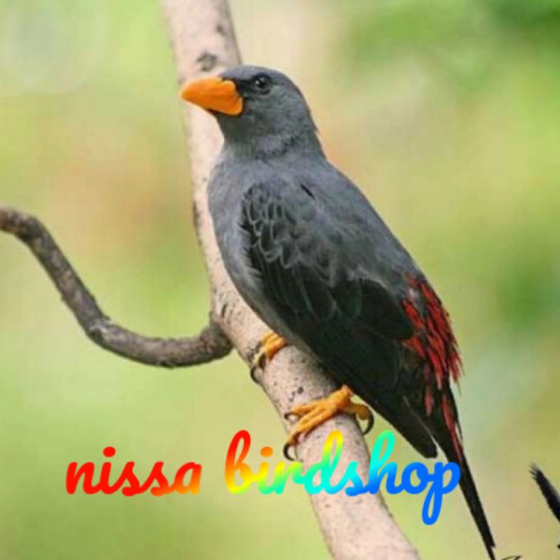 jalak rio rio jantan