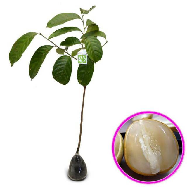 Bibit buah duku palembang