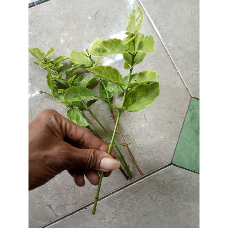 Stek Pucuk Sancang Golden Variegata