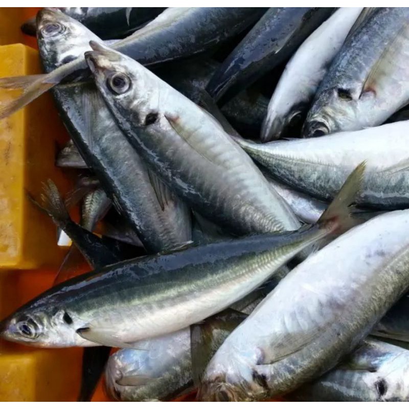 

Ikan Layang Fresh 1kg