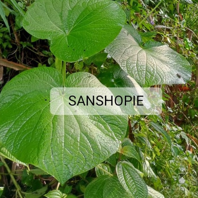 

Daun gedebong segar paket 500 gram
