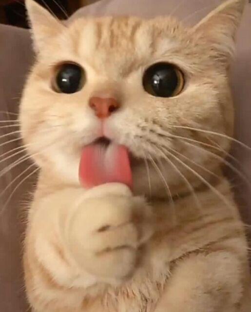 Kepala Gas Torch Kuningan 13cm