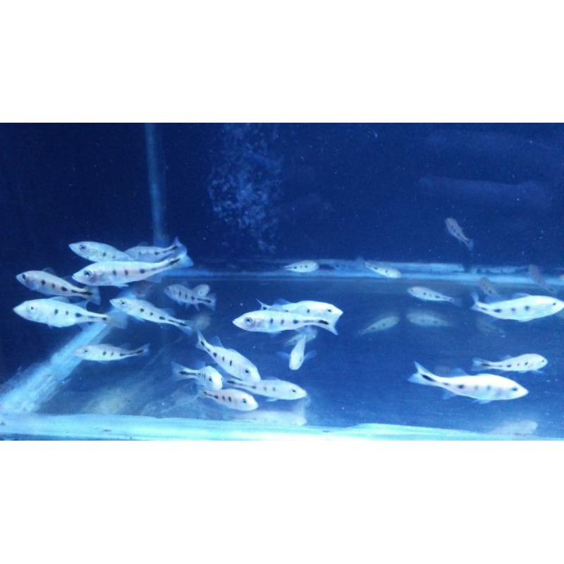 peacock bass monoculus pbass 6-7cm