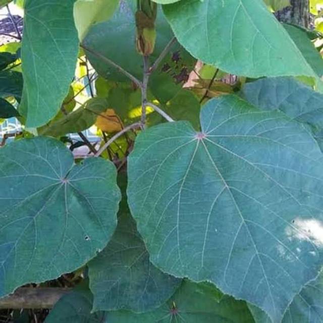 

Daun waru segar hijau harga per 10 lembar BARU!