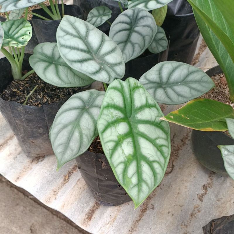 KELADI DRAGON SILVER ATAU KELADI TENGKORAK SILVER