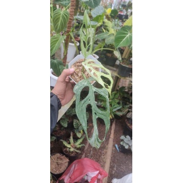 Monstera adansoni jepang variegata