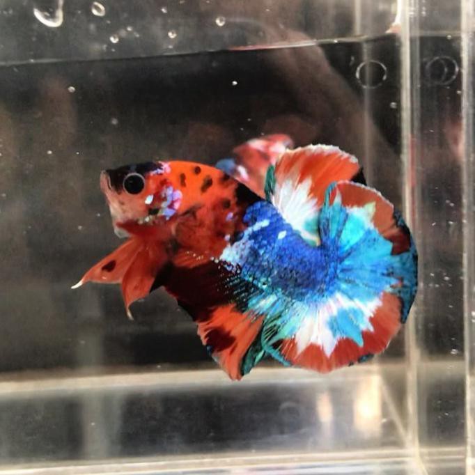 Anakan / Bahanan Ikan Cupang Hias Nemo Galaxi Multi Colour #007