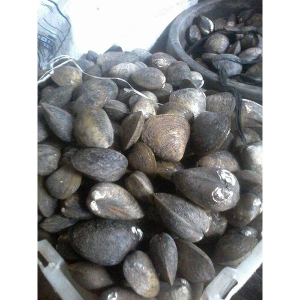 

kerang totok air tawar hidup/ fresh paket 20.kg