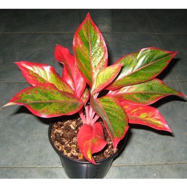 Bibit Tanaman Hias Daun Aglaonema Lipstiksian Aurora
