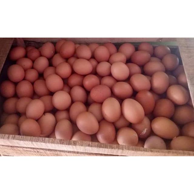 

Telor ayam cokelat kualitas grade A