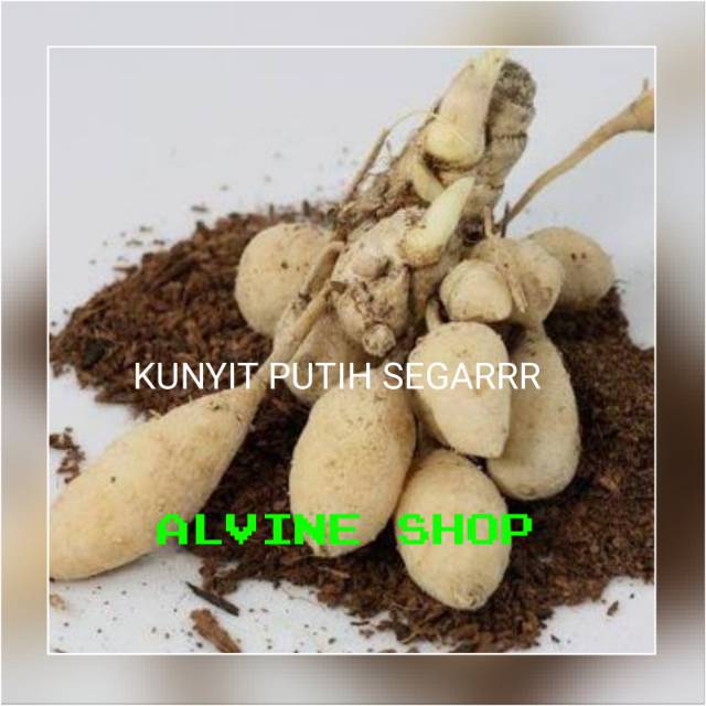 Kunyit Putih -Kunir Putih Segar 250GR